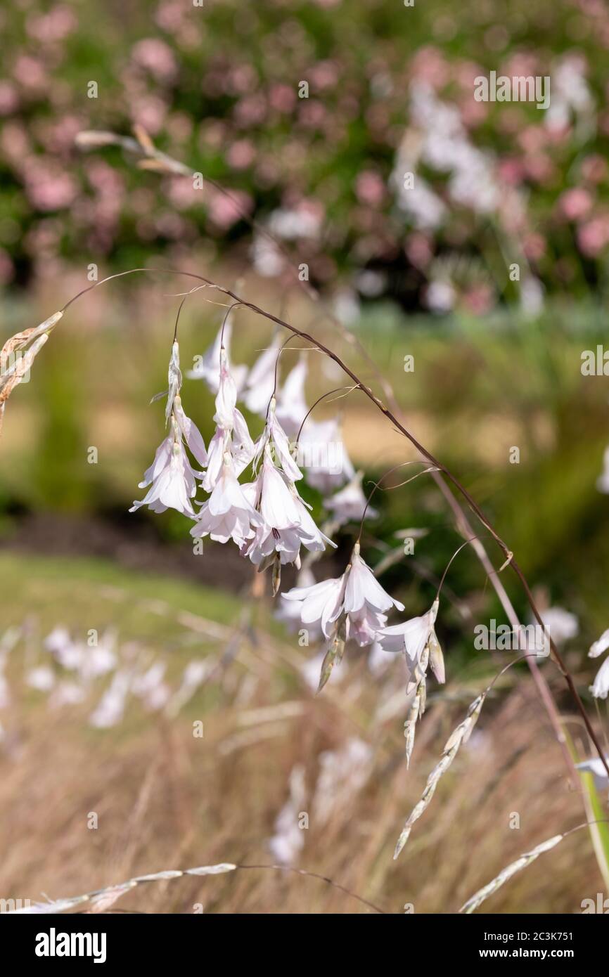 Delicate white Dierama Latifolium flowers, also known as wandflower or ...