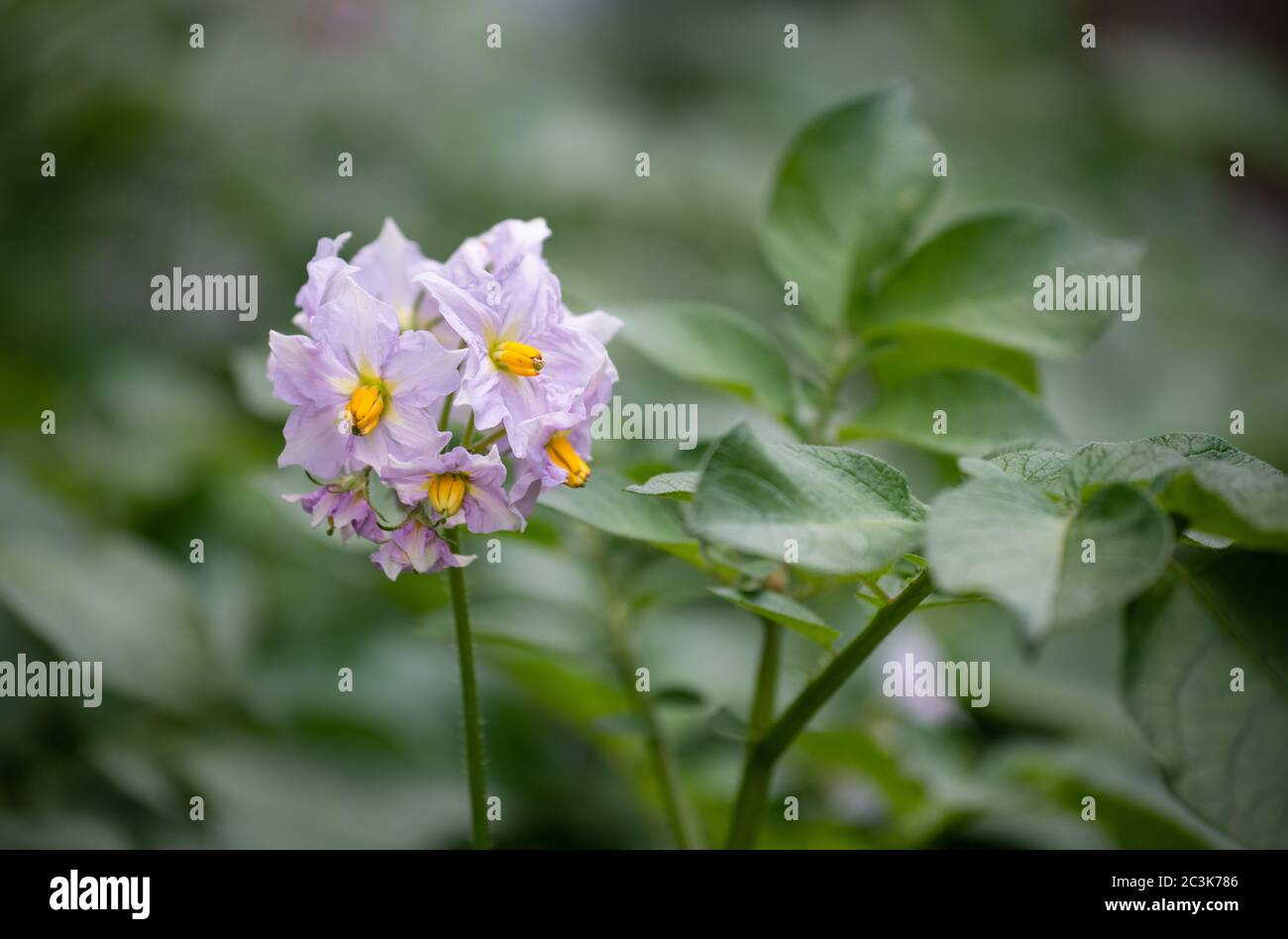 Potato flowers on soanum tuberosum - variety Charlotte Stock Photo