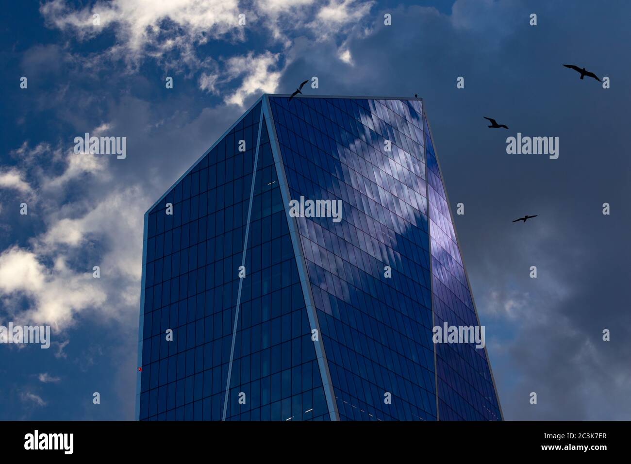 View looking up at The Scalpel with circling seagulls, appearing as if it were a modern cliff face, City of London Stock Photo