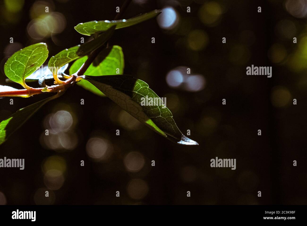 Selective focus shot of the green leaves on a branch captured under the ...