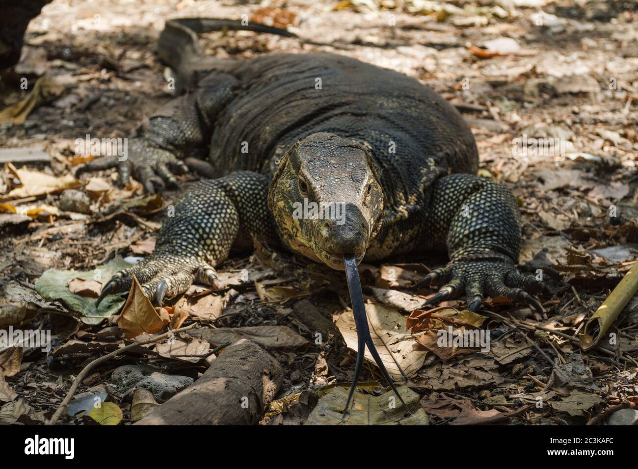 Crawling gigantic common water monitor, varanus salvator lizard in