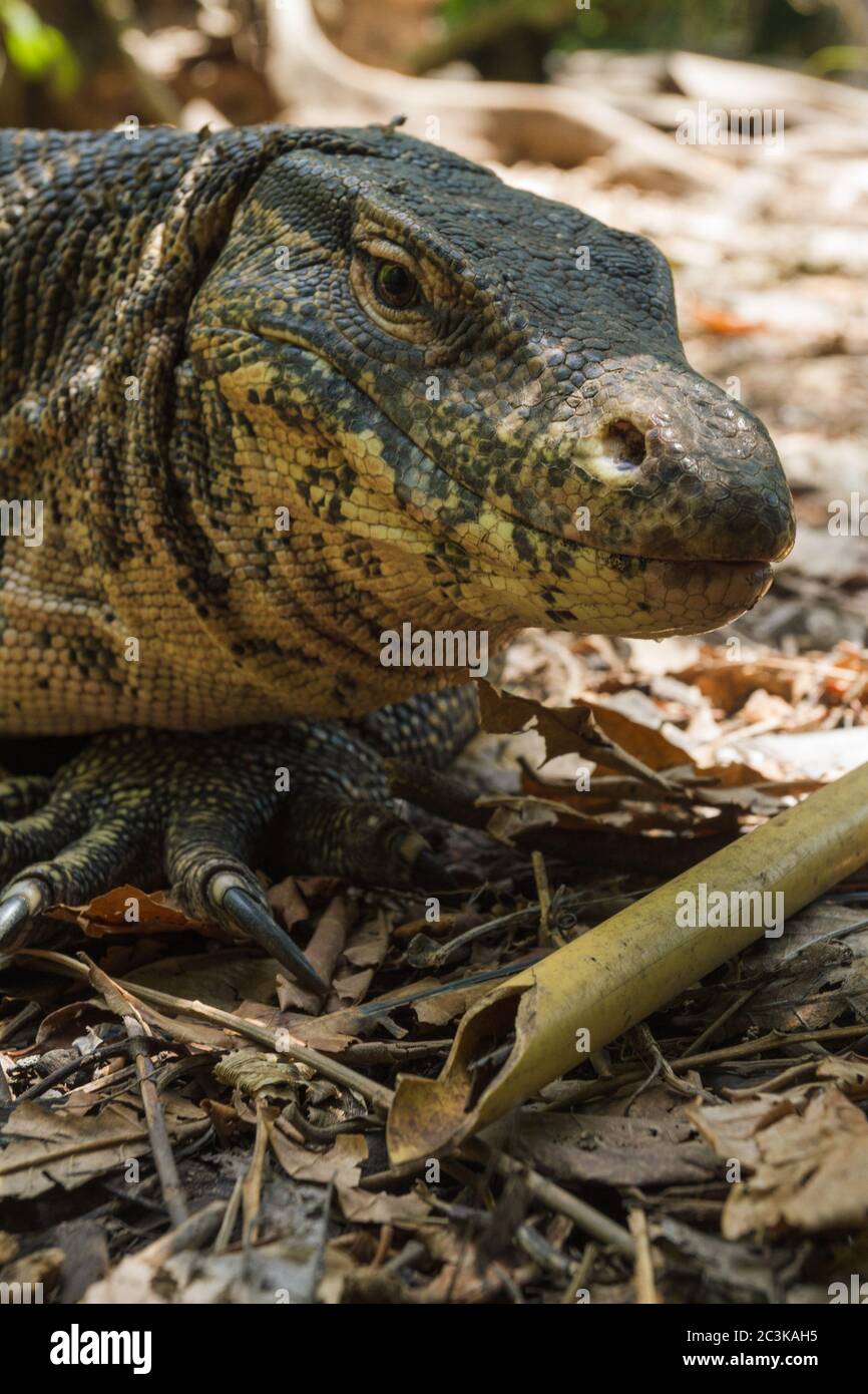 Close up head enormous common water monitor, varanus salvator lizard in jungle, forest, woods, thailand, floor full of leaves Stock Photo