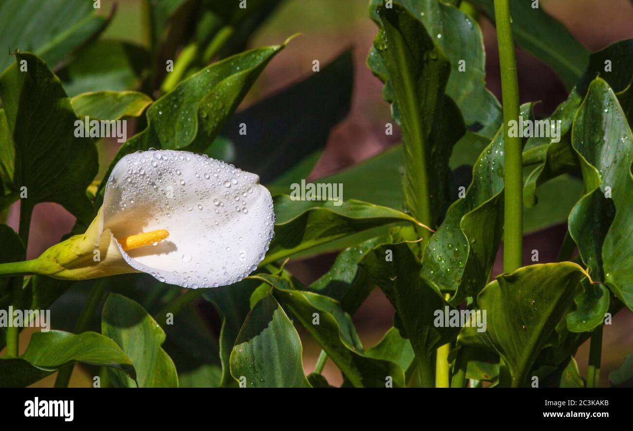 Rain drops on Calla Lily in the gardens at Savegre Mountain Lodge in the Tamalanca Mountains in Costa Rica. Stock Photo