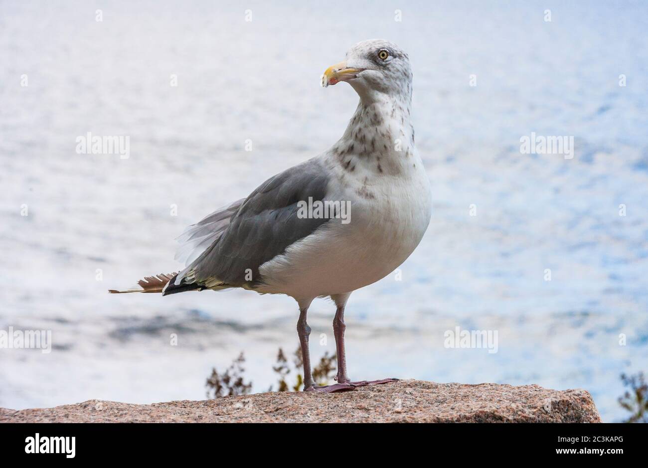 Herring Gull, Larus argentatus, in Acadia National Park, on Mount Desert Island in Maine Stock