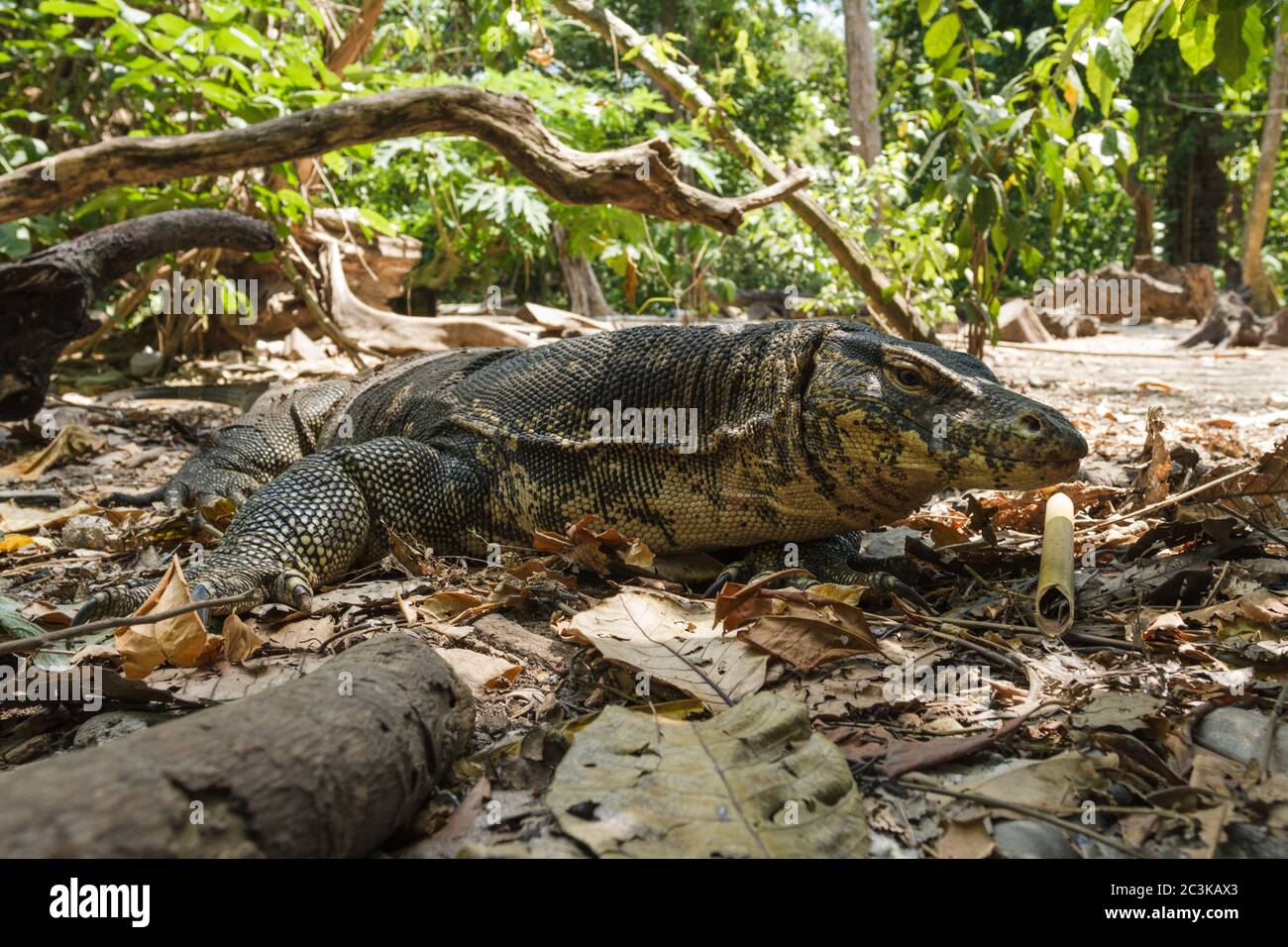 Common enormous water monitor, varanus salvator lizard in jungle, forest, woods, thailand, floor full of leaves Stock Photo