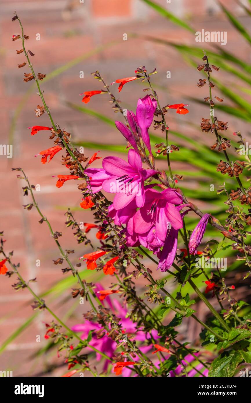 Watsonia x 'Tecolote Flamboyant'' (Cape Bugle Lily FLAMBOYANT) at Mercer Arboretum and Botanical Gardens in Spring, Texas. Stock Photo