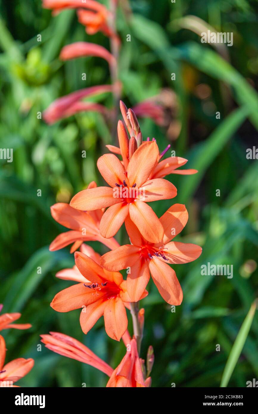 Watsonia x 'Tecolote Peach Glow' (Cape bugle-lily) at Mercer Arboretum and Botanical Gardens in Spring, Texas. Stock Photo