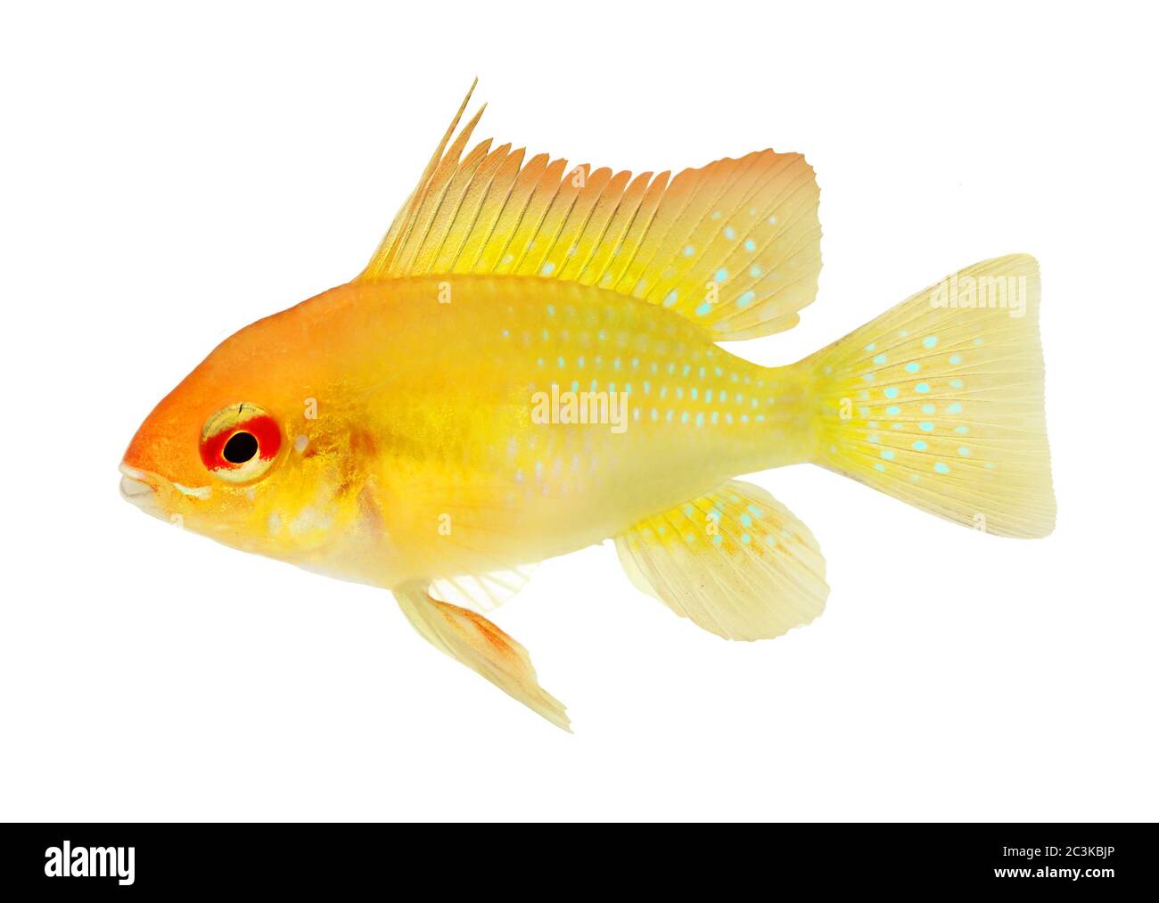 Aquarium Fish Golden Ram Dwarf cichlid Mikrogeophagus ramirezi freshwater Stock Photo