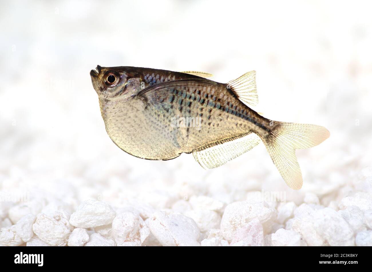 Common Silver Hatchetfish Gasteropelecus sternicla aquarium fish Stock Photo