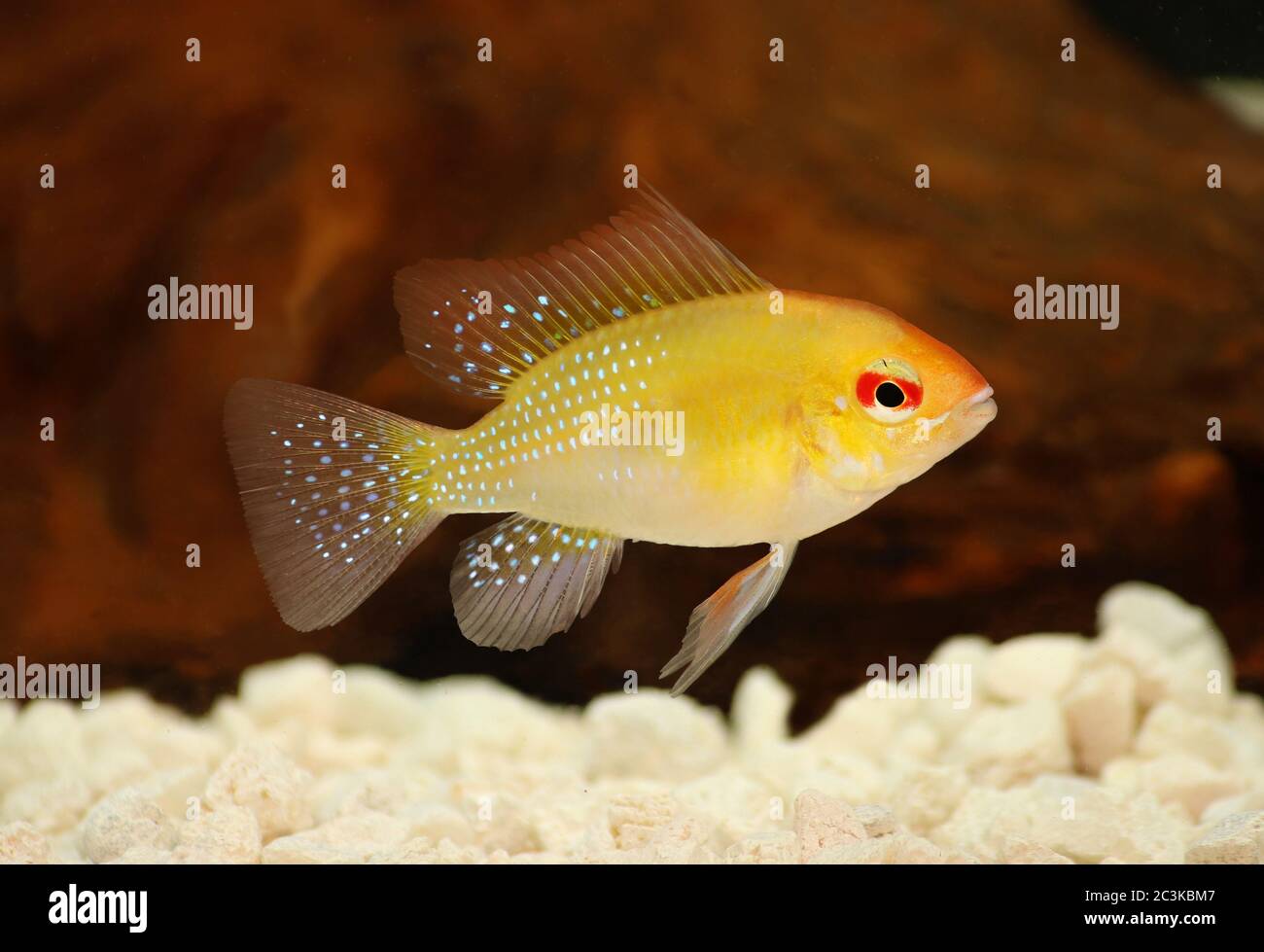 Aquarium Fish Golden Ram Dwarf cichlid Mikrogeophagus ramirezi freshwater Stock Photo