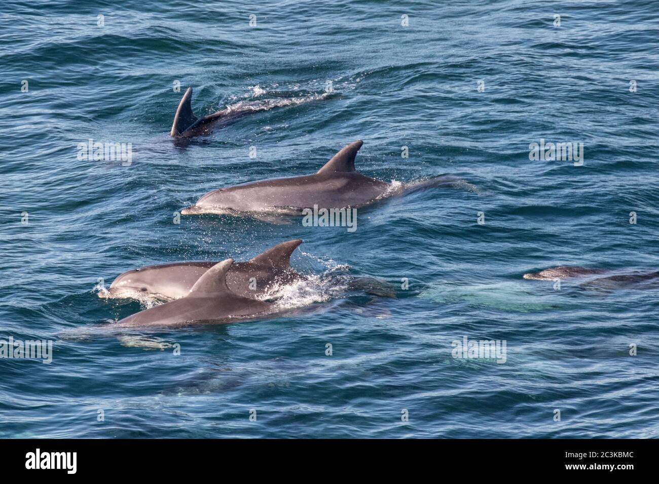 Common Dolphin pod off NSW coast, Australia Stock Photo