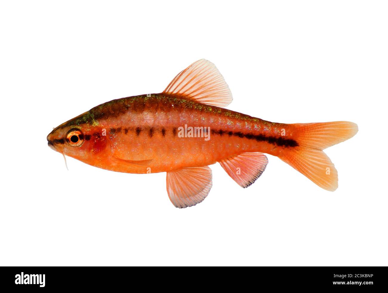 Aquarium fish cherry barb Puntius titteya freshwater Barbus titteya Stock Photo