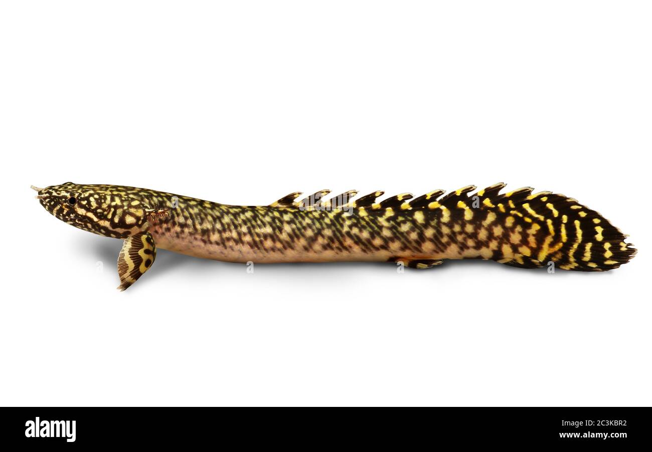 Aquarium fish Delhezi Ornate Bichir Eel Catfish Polypterus ornatipinnis Stock Photo