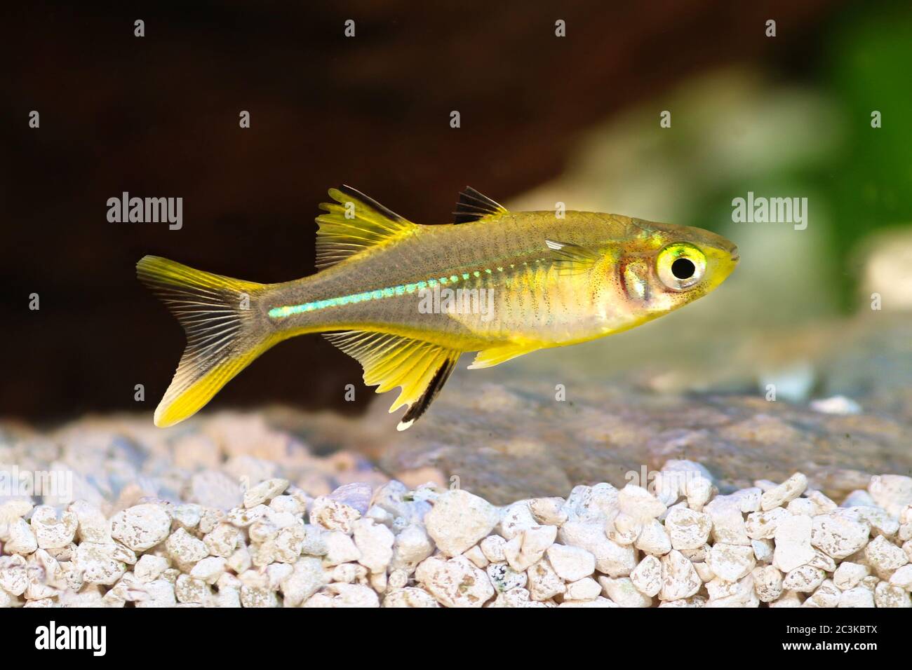 Celebes rainbowfish hi-res stock photography and images - Alamy