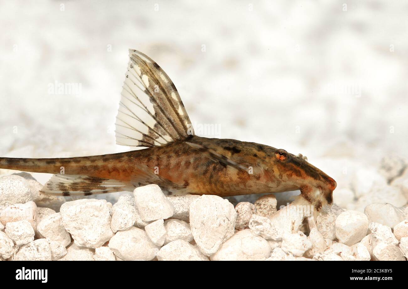 High fin whiptail catfish Rineloricaria lanceolata aquarium fish Stock Photo