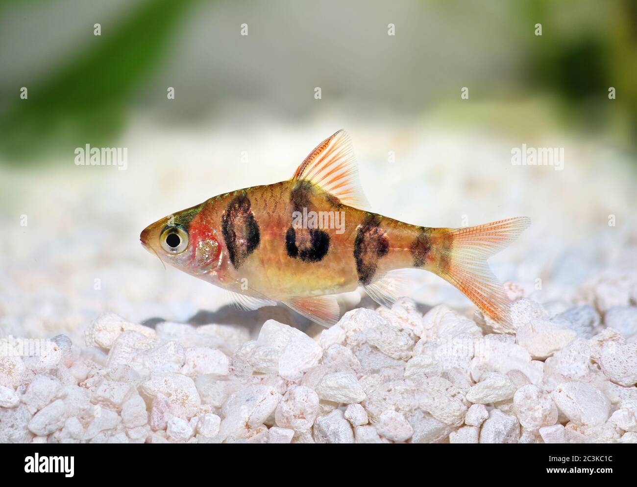 Aquarium fish Rhombo Barb Puntius rhomboocellatus freshwater tropical Stock Photo