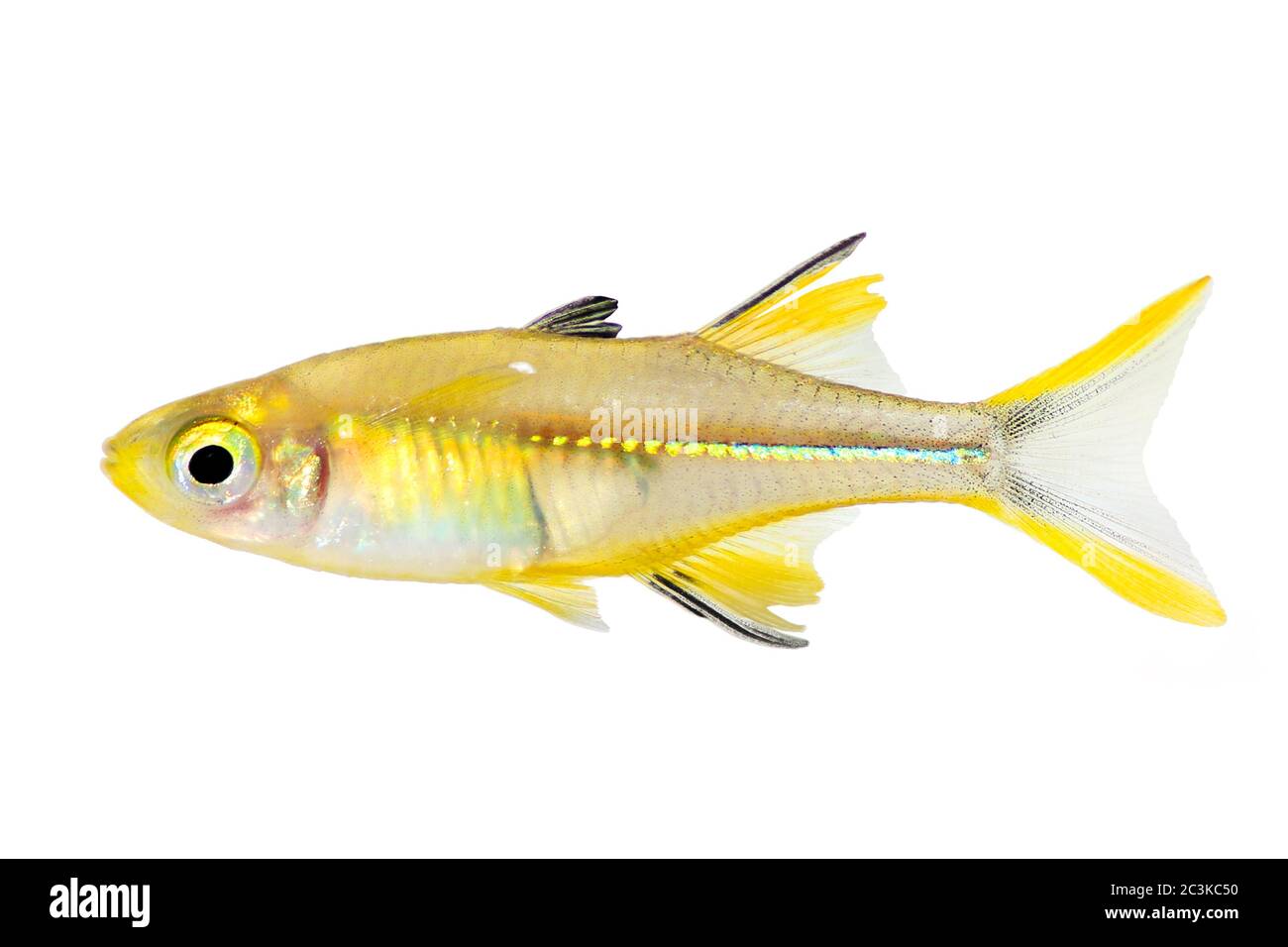 Celebes Rainbow Aquarium Fish Marosatherina ladigesi Stock Photo