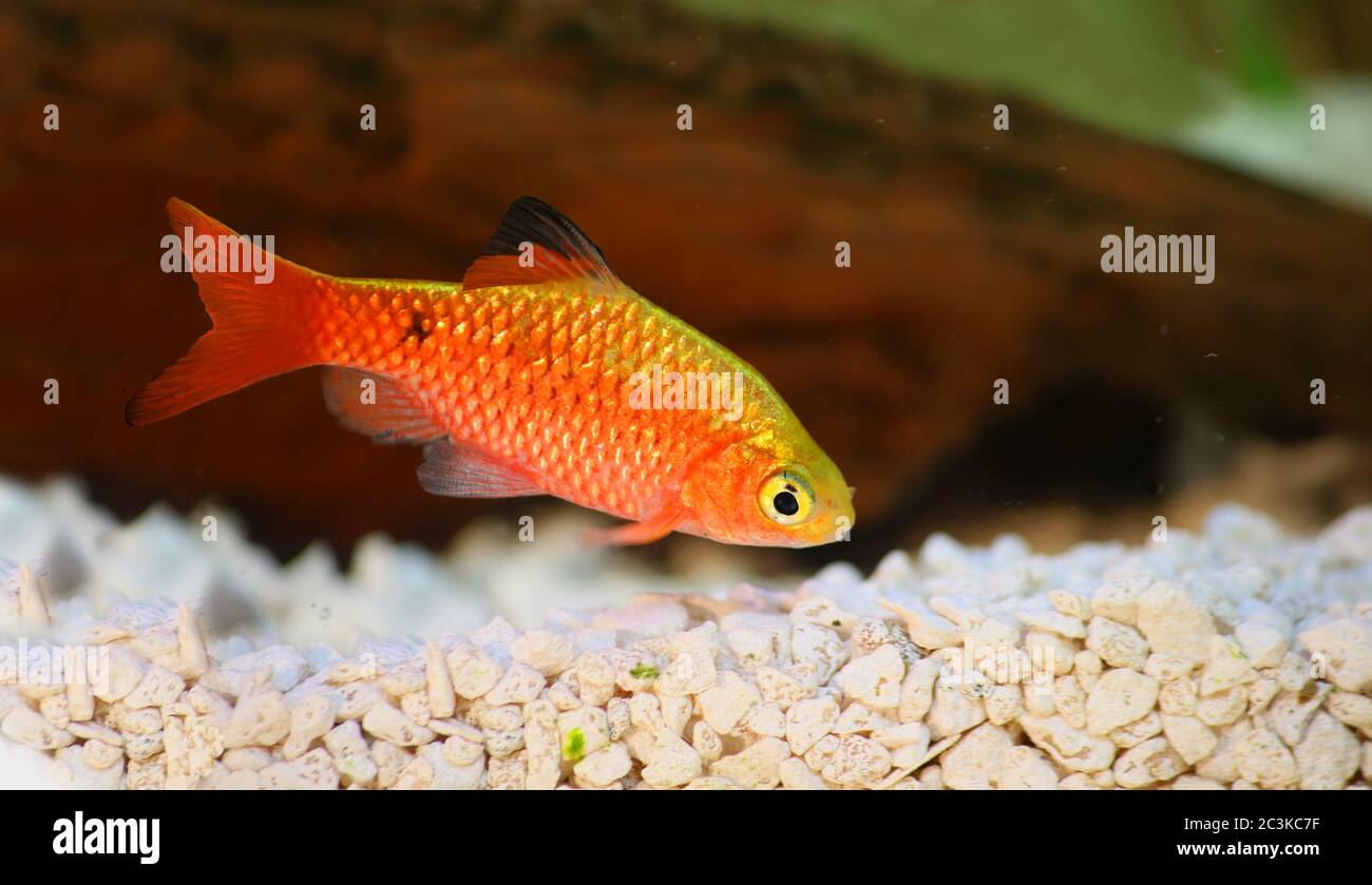 Rosy Barb Male Pethia conchonius freshwater tropical aquarium fish Stock Photo