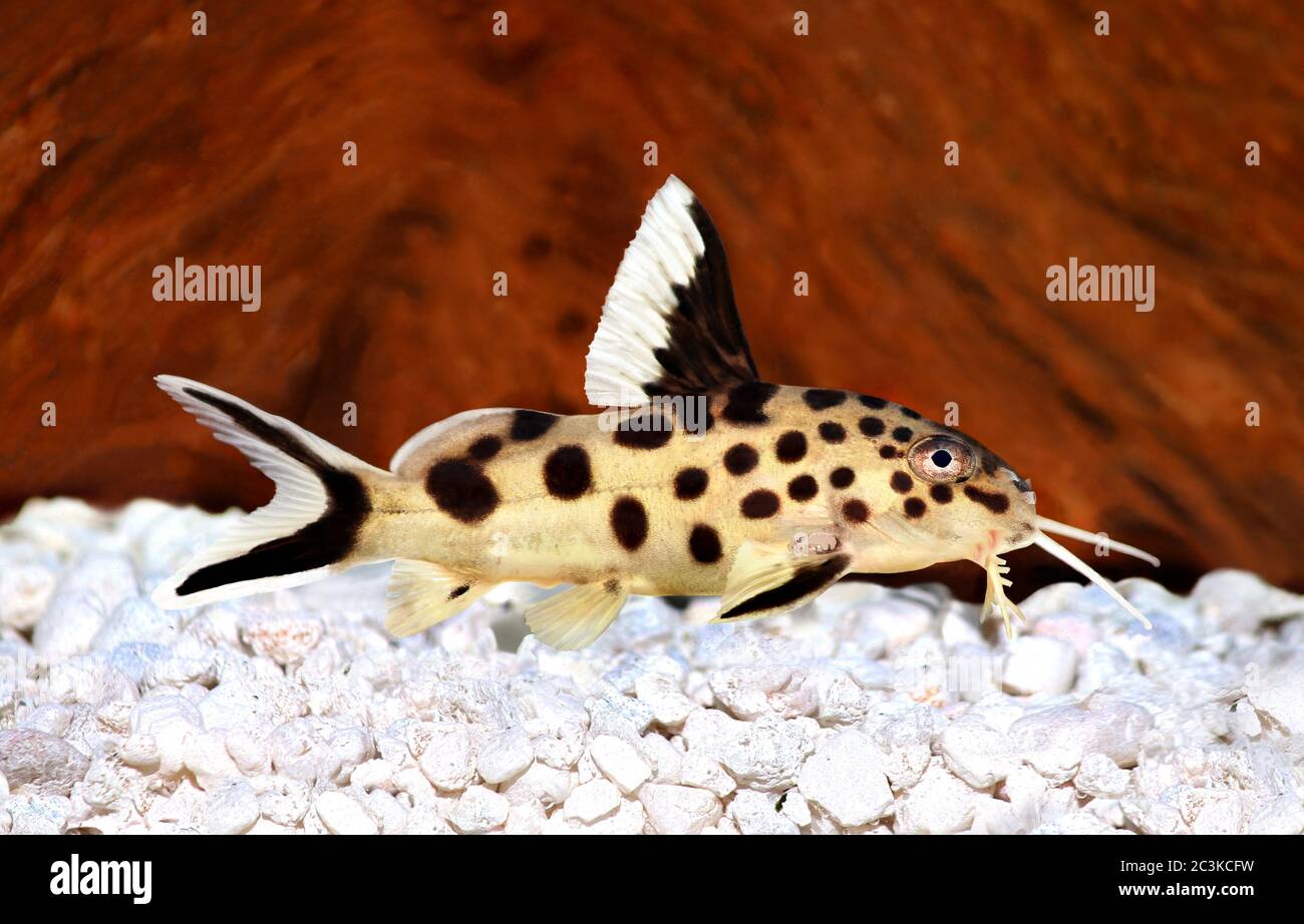 Cuckoo catfish Synodontis multipunctatus freshwater aquarium fish Stock Photo