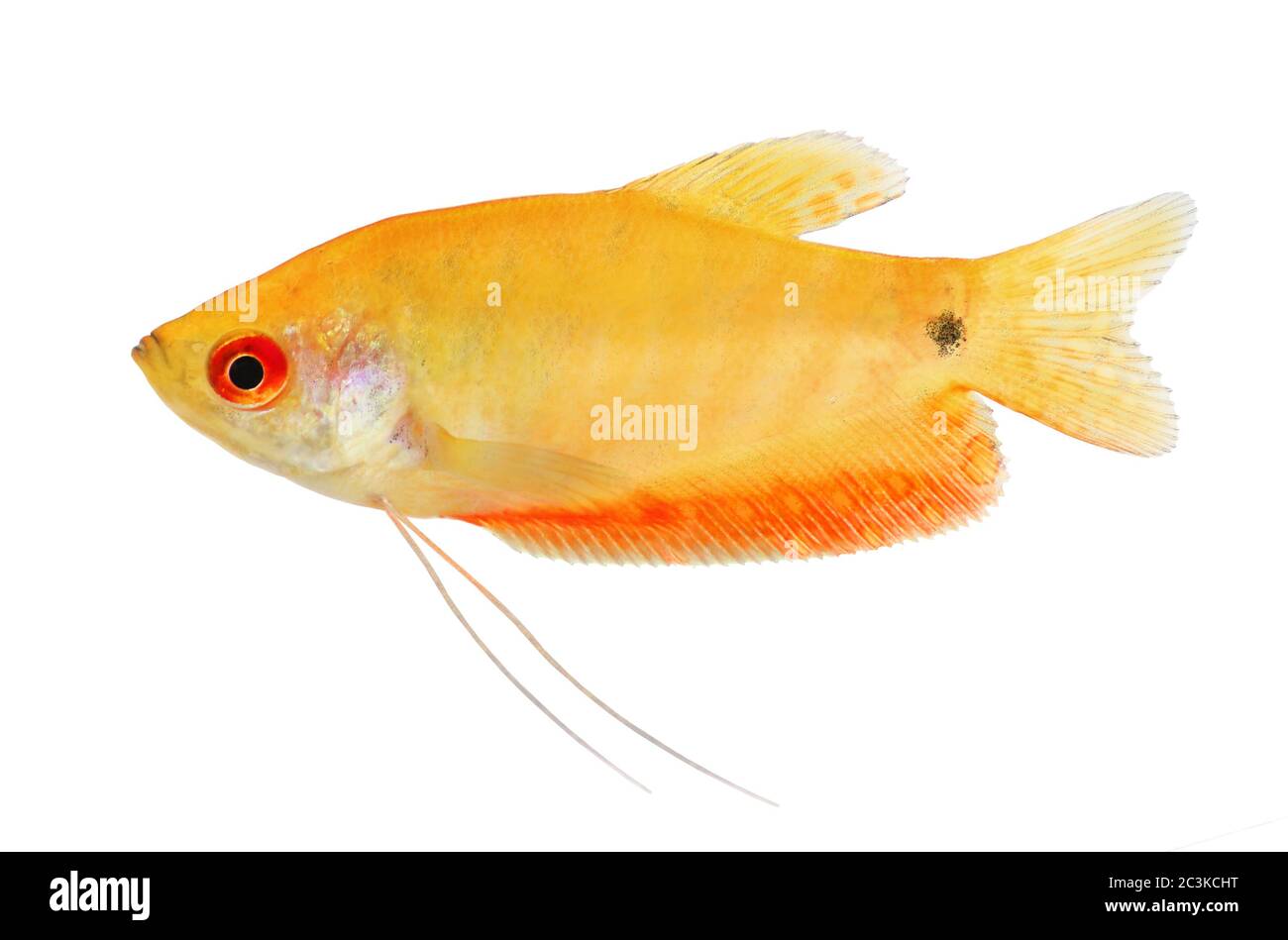 Aquarium Fish Golden gourami Trichogaster trichopterus Stock Photo