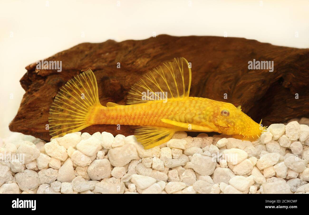 Golden Ancistrus pleco catfish Bristle-nose aquarium fish Stock Photo