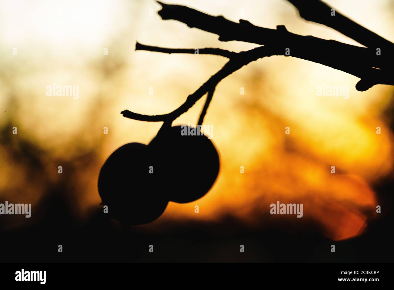 Silhouette of two apples hanging on a tree branch at sunset Stock Photo