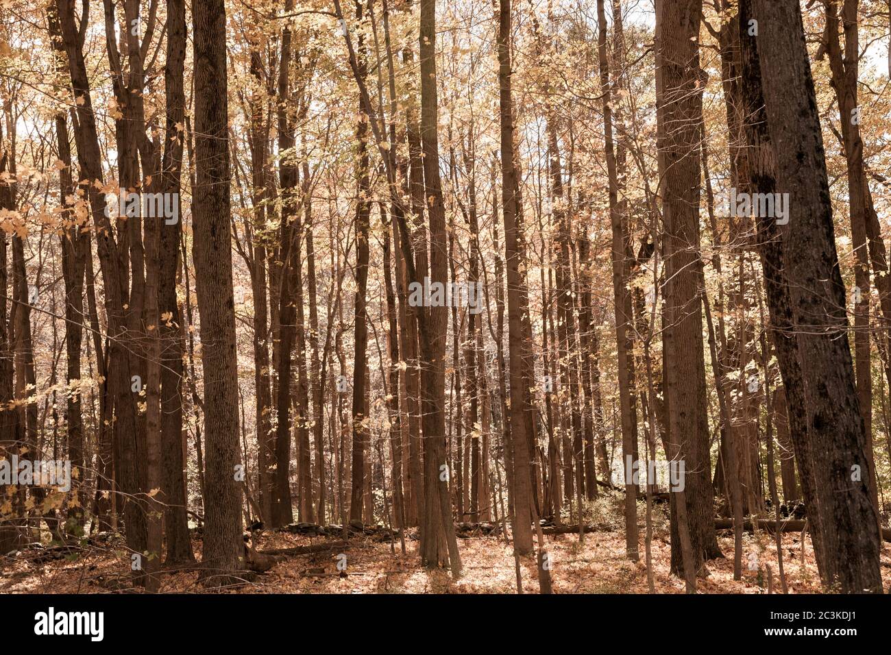 Autumn Forest Scene On A Trail In New England Countryside Usa Stock Photo Alamy
