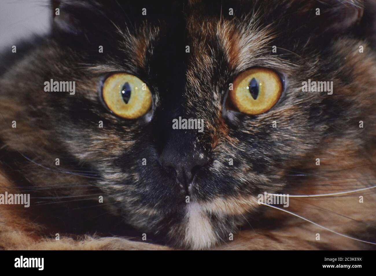 Closeup shot of a brown and black cat looking in a straight direction ...
