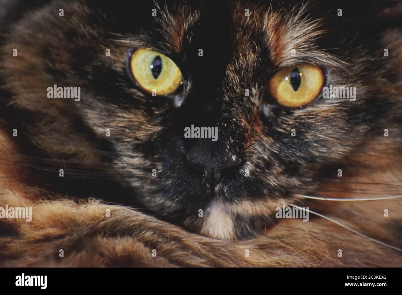 Closeup shot of a brown and black cat looking in a straight direction ...