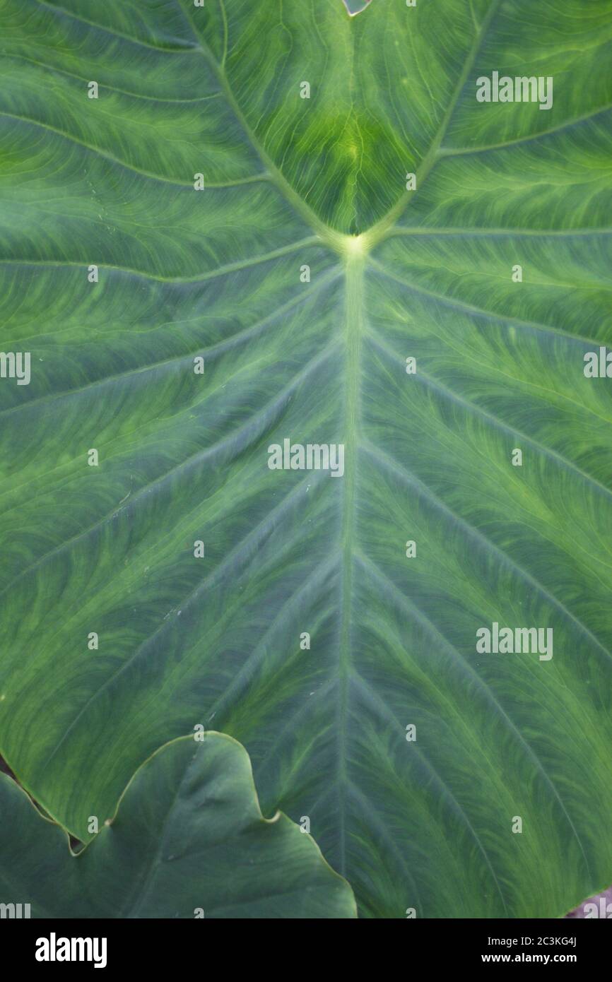 The broad green leaf of an elephant plant Stock Photo Alamy