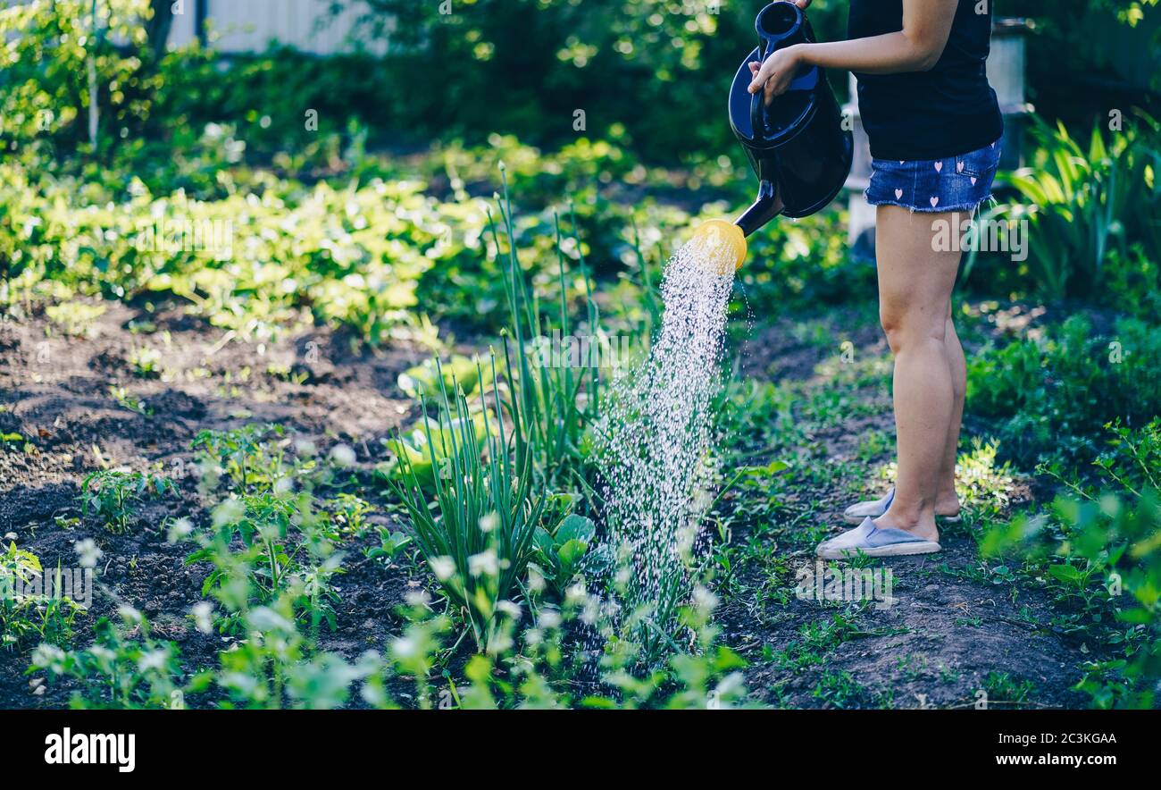 Young woman watering vegetable garden from watering can. Close up of women's hands watering seedbed of onions. Concept of summer and garden care Stock Photo