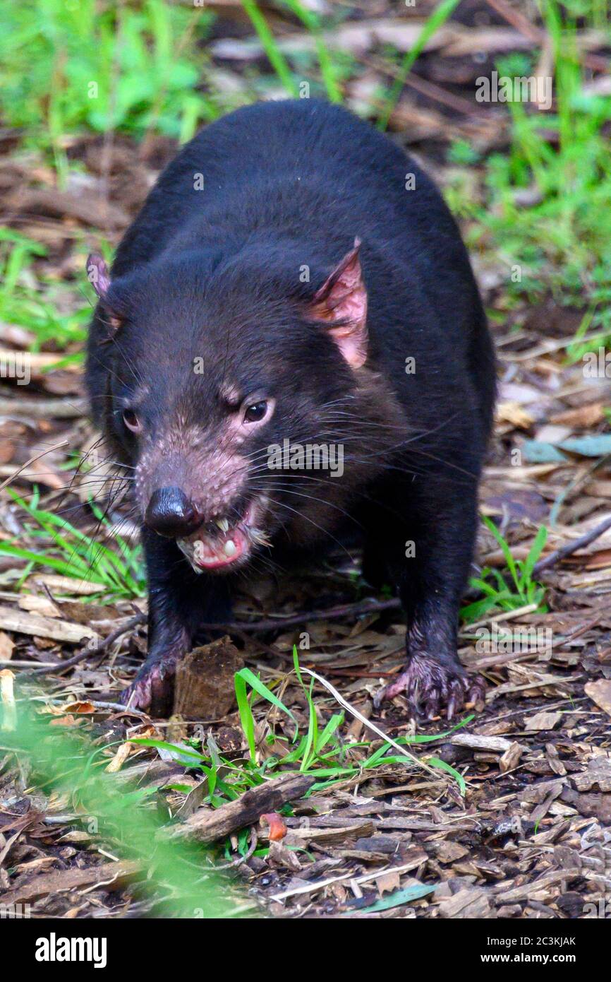 The strong and feisty Tasmanian Devil Stock Photo