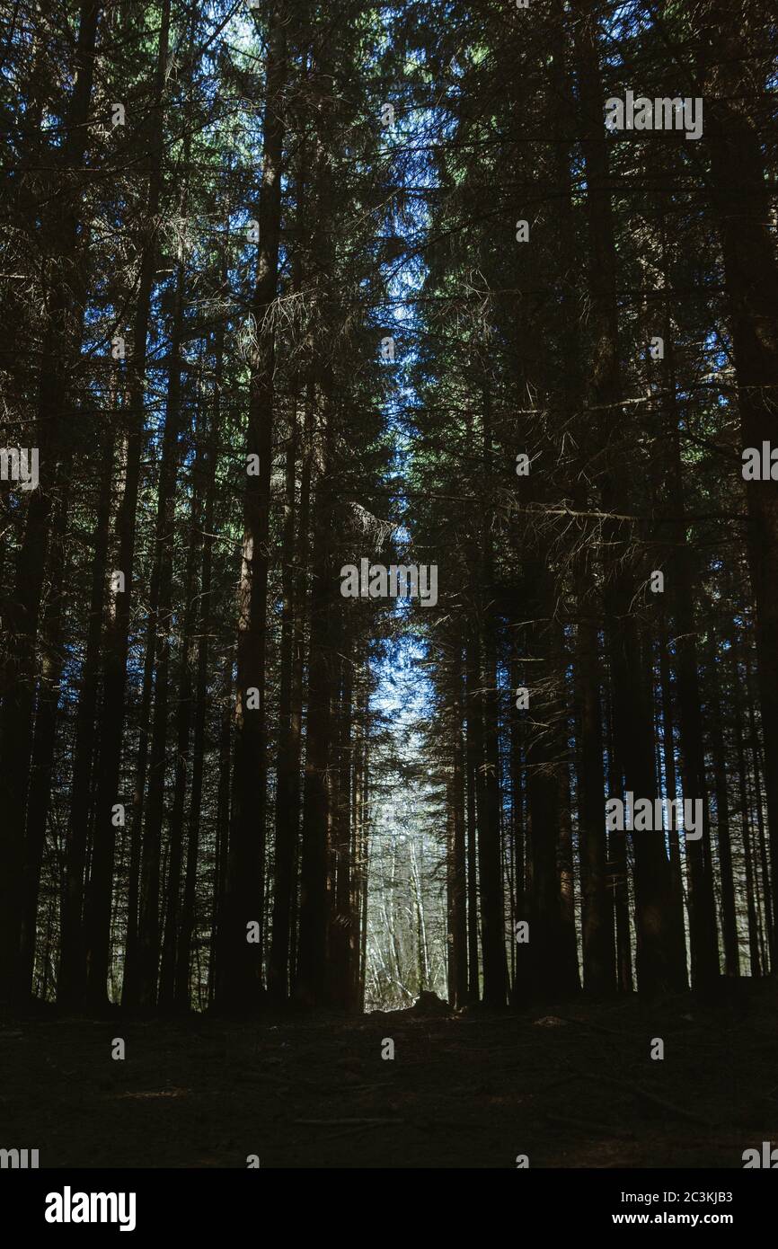 Vertical low angle shot of the breathtaking tall trees in a forest ...