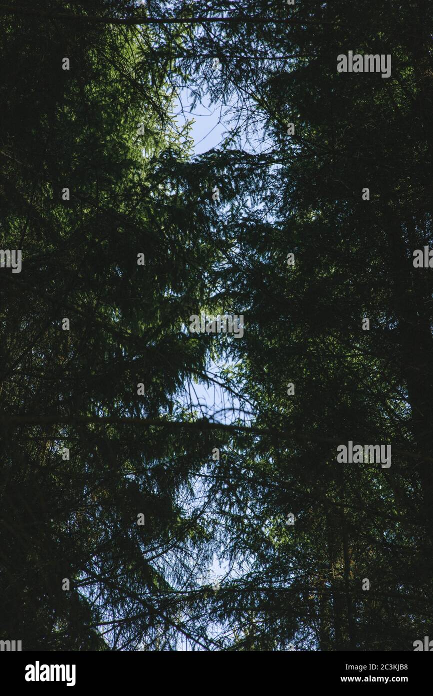 Vertical low angle shot of the breathtaking tall trees in a forest ...