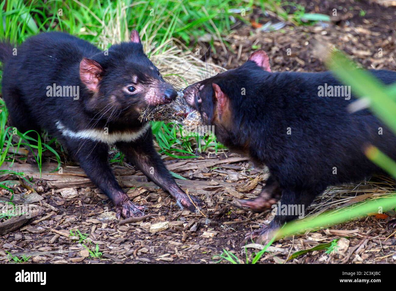 Tasmanian Devils fighting over a meal Stock Photo