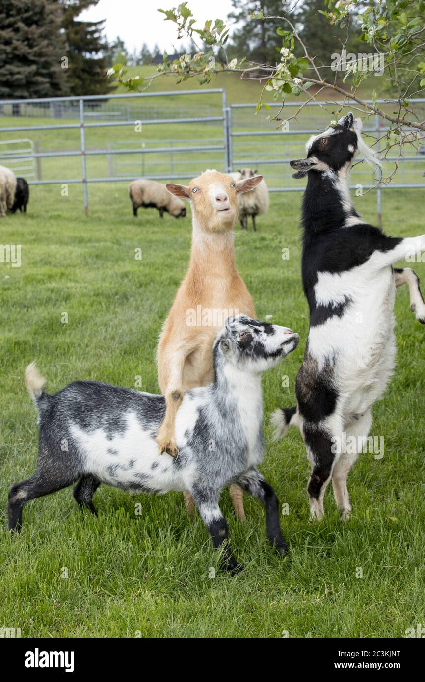 Goats stand up on hind legs to eat leaves from a small tree in north Idaho. Stock Photo