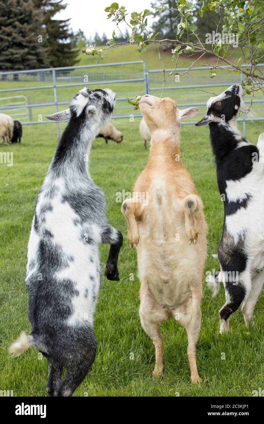 Goats stand up on hind legs to eat leaves from a small tree in north Idaho. Stock Photo