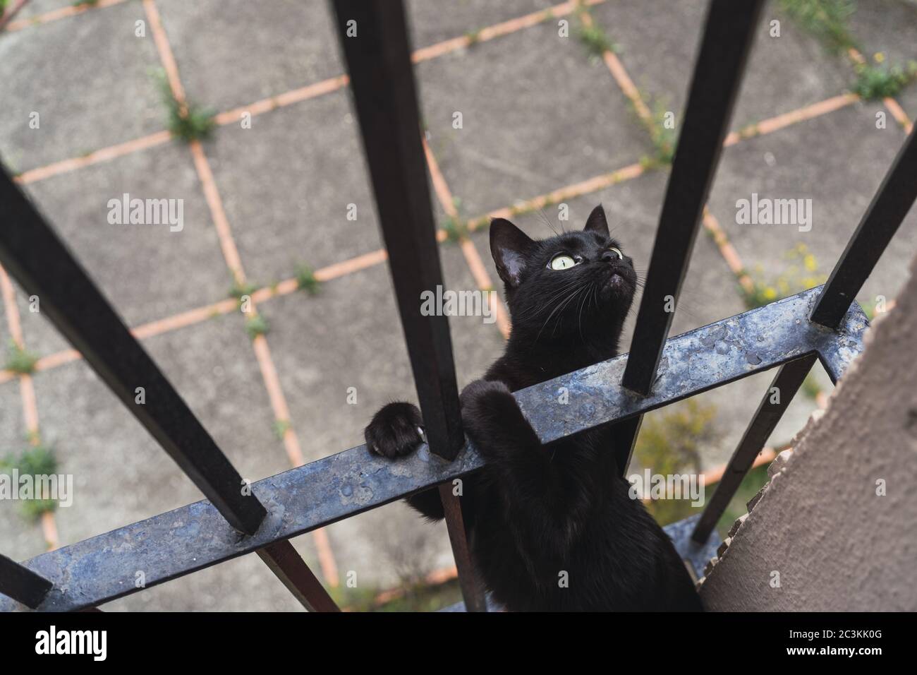 Closeup Shot Of A Cute Black Cat Looking At The Camera Behind The Metal Bars Of The Fence Stock Photo Alamy