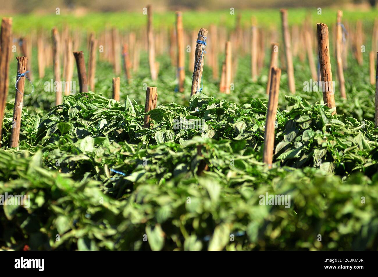 Agriculture forms the bedrock of South Africa's economy especially in provinces like Limpopo Stock Photo