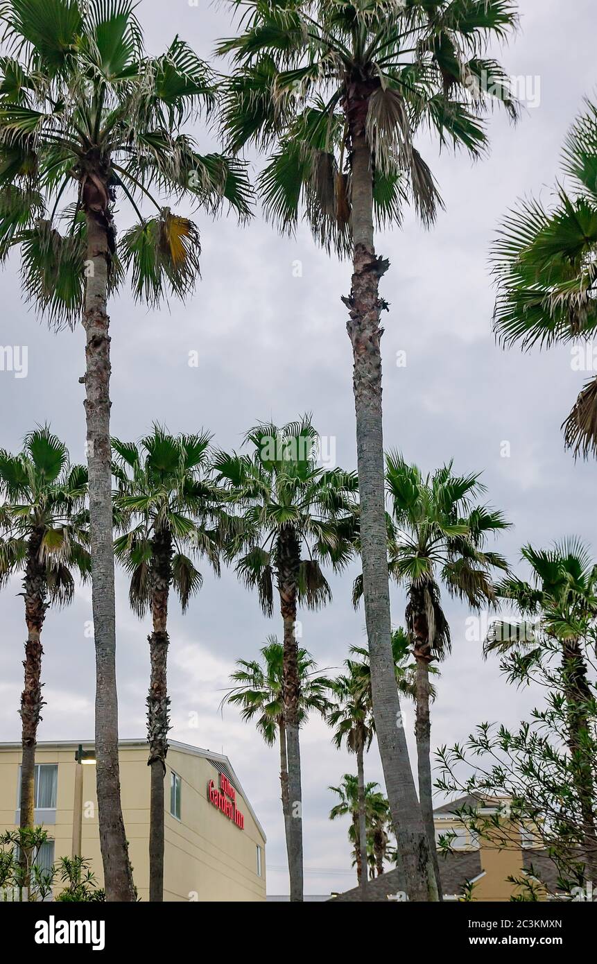 The Hilton Garden Inn, located on Highway A1A, is pictured with palm trees, March 19, 2016, in St. Augustine, Florida. Stock Photo