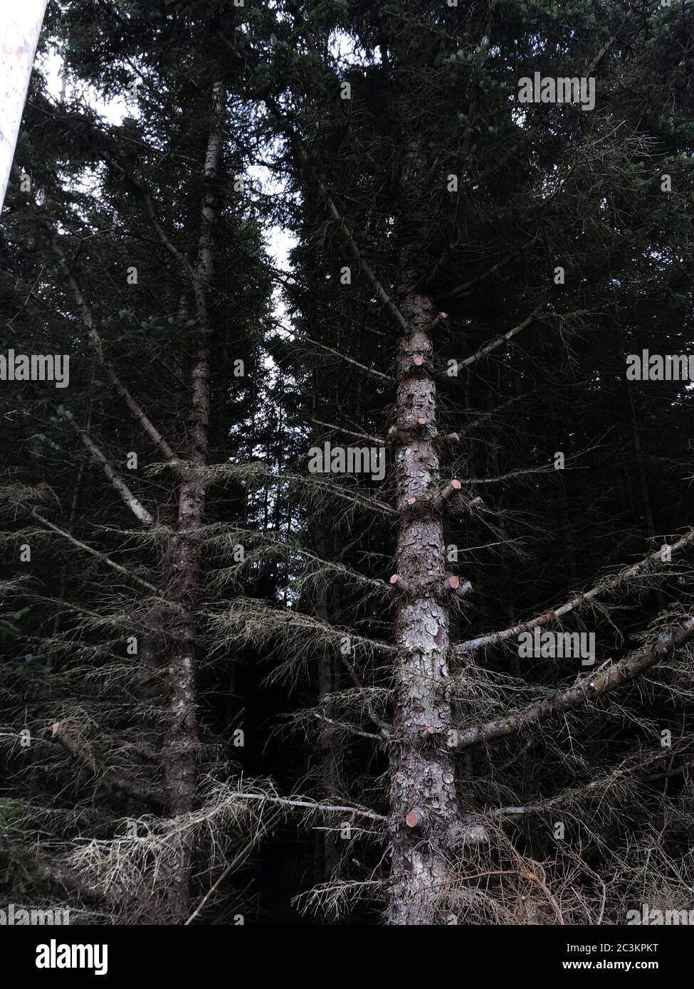 High Tree Bush High bush vertical hi-res stock photography and images - Alamy