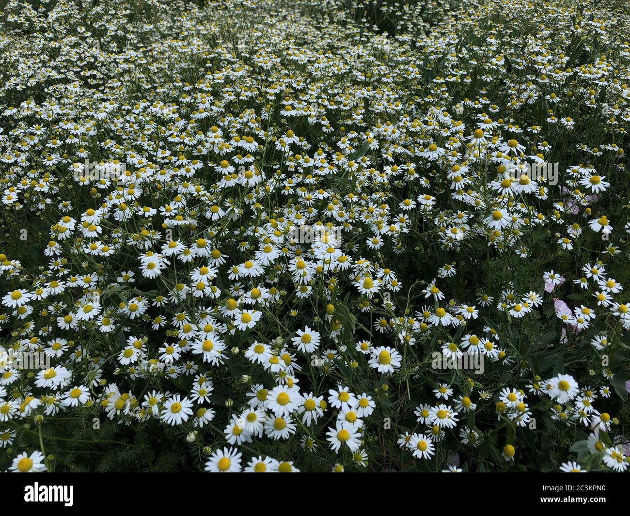 White flowers with yellow center hi-res stock photography and images ...