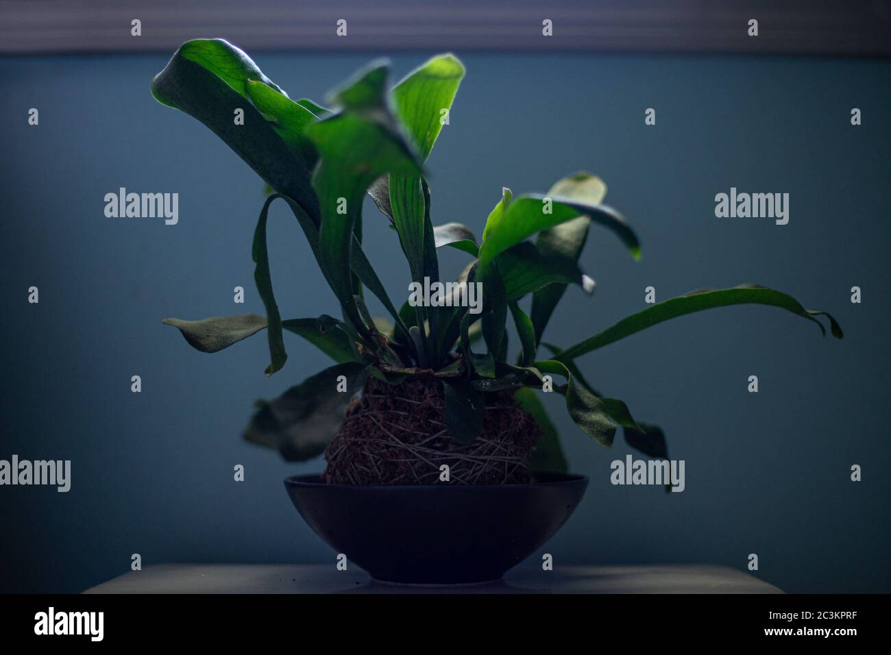 Staghorn fern pot hi-res stock photography and images - Alamy