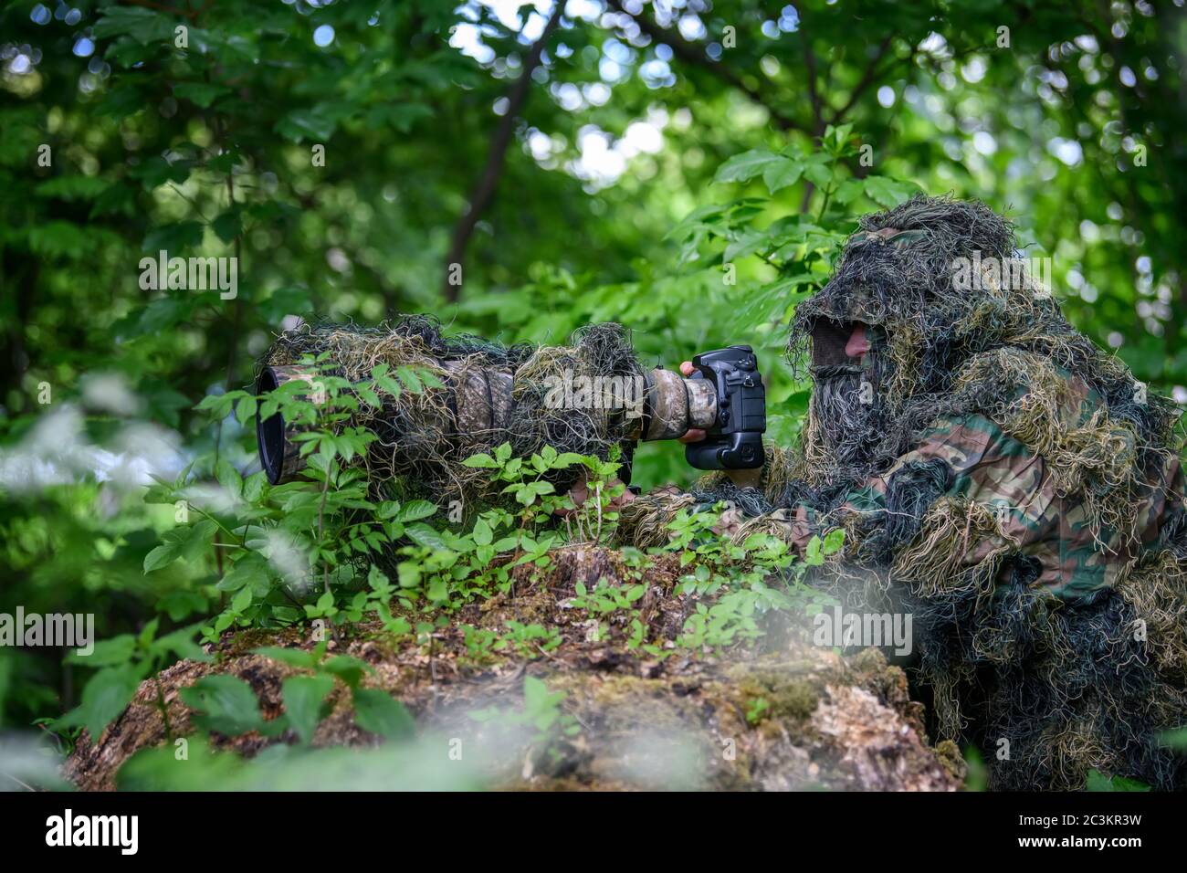 Wildlife photographer in the summer ghillie camouflage suit working in the wild Stock Photo
