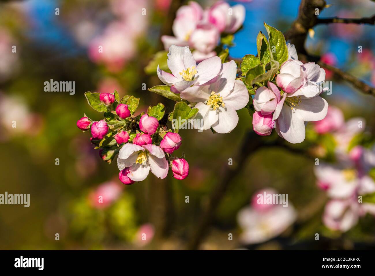 Blooming blossoms of an apple tree Stock Photo