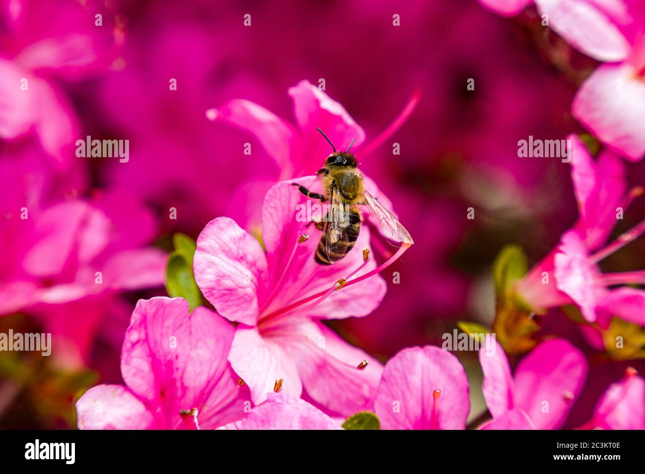 Blooming purple blossoms of an azaleas (Rhododendron) bush, a Carniolan honey bee (Apis mellifera carnica) is collecting nectar Stock Photo