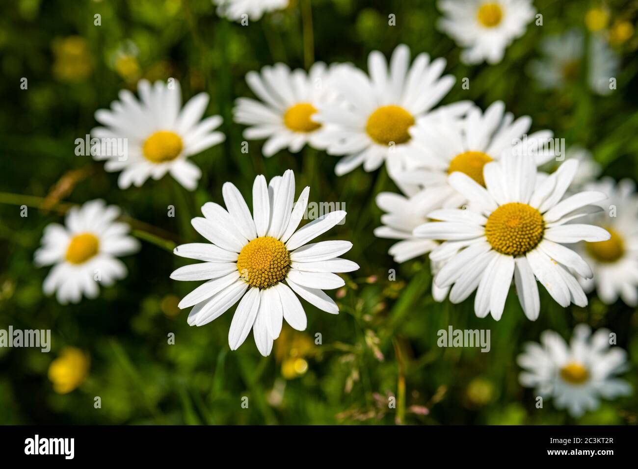 Blooming blossoms of ox-eye daisy, oxeye daisy, dog daisy (Leucanthemum vulgare) flowers Stock Photo