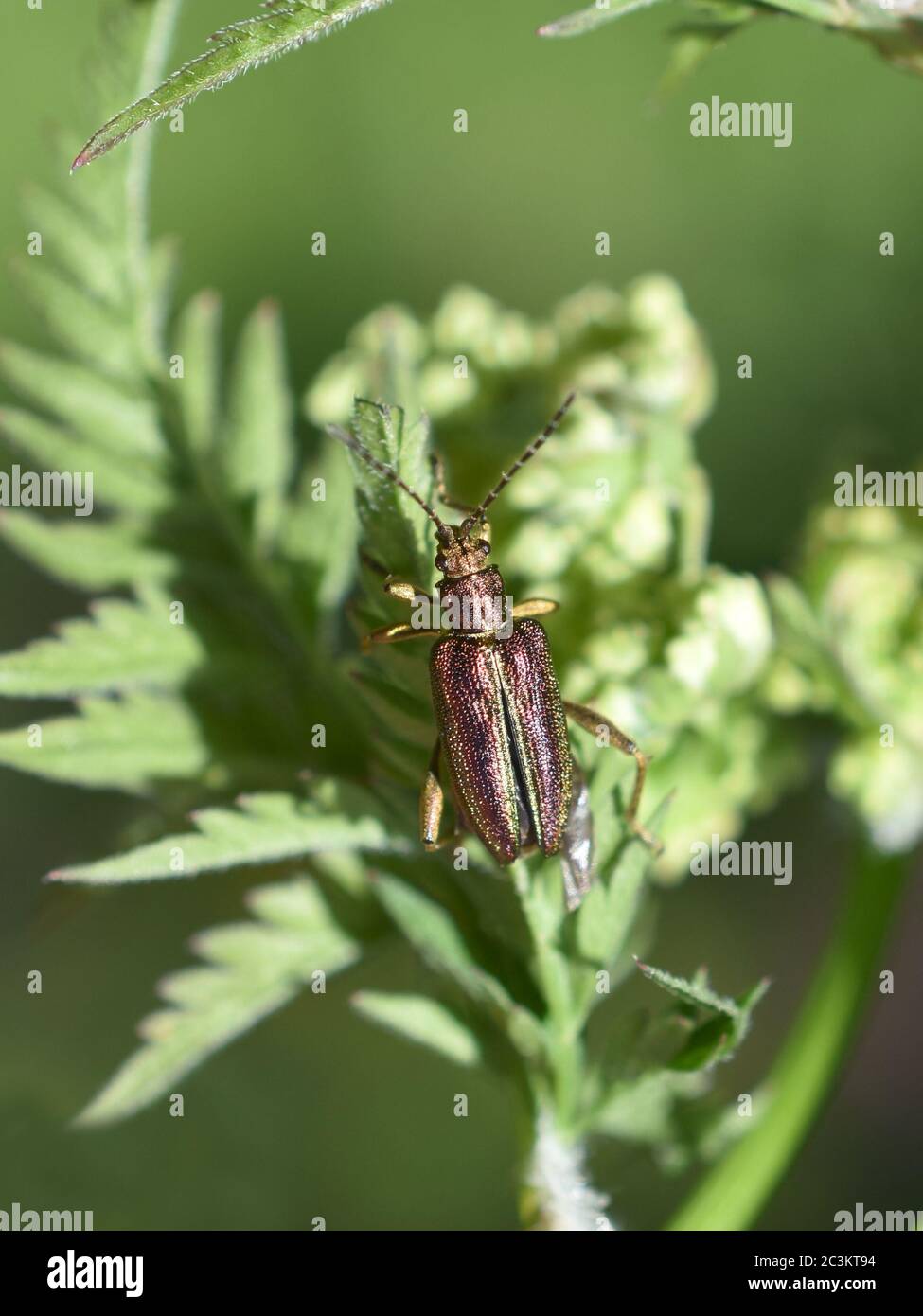 The shiny colorful leaf beetle Zircon Reed Beetle Donacia aquatica sitting on a leaf Stock Photo