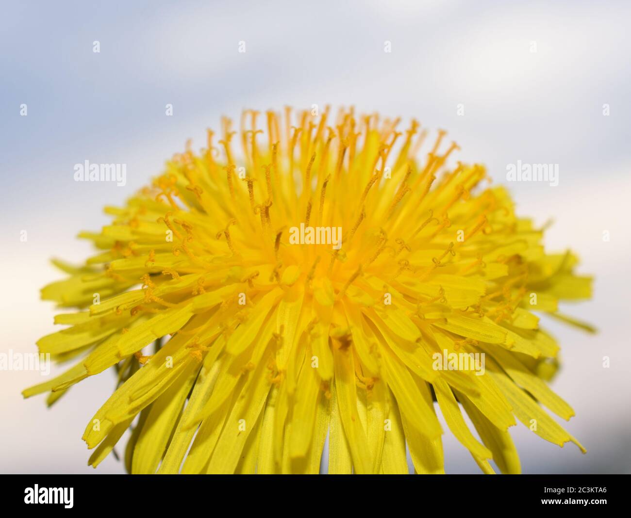 Closeup on a bright yellow dandelion flower on sky background Stock Photo