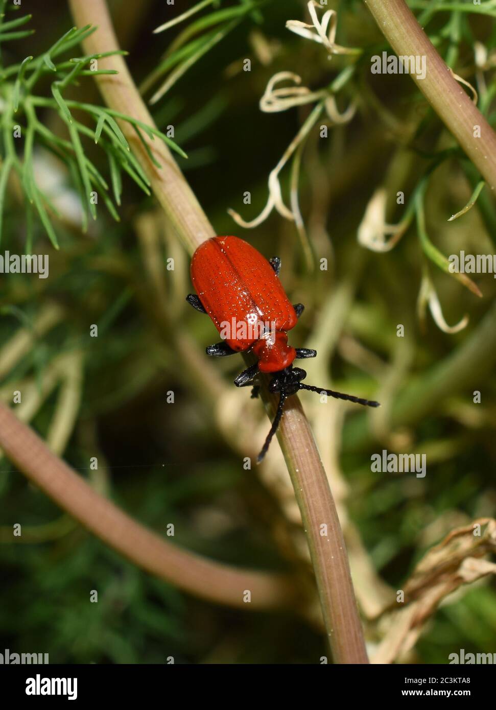 Red lily beetle garden pest insect Lilioceris lilii on a leaf Stock Photo